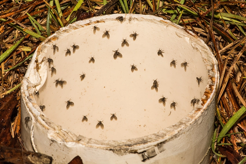 Clog Heroes - How to Get Rid of Drain Flies